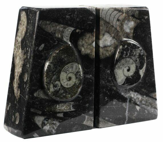 Polished Orthoceras and Goniatite Bookends - Morocco #61331